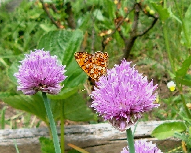 Farfalle sul fiore dell''Erba cipollina...